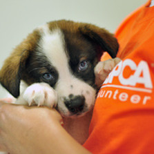 ASPCA bio photo